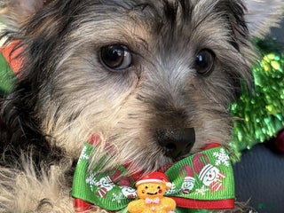 Yorkshire Terrier dogs Yorkshire Terrier litter of 1 puppies - Ad 3