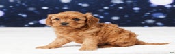 Cavapoo dogs for sale: Belmont - Ad 2
