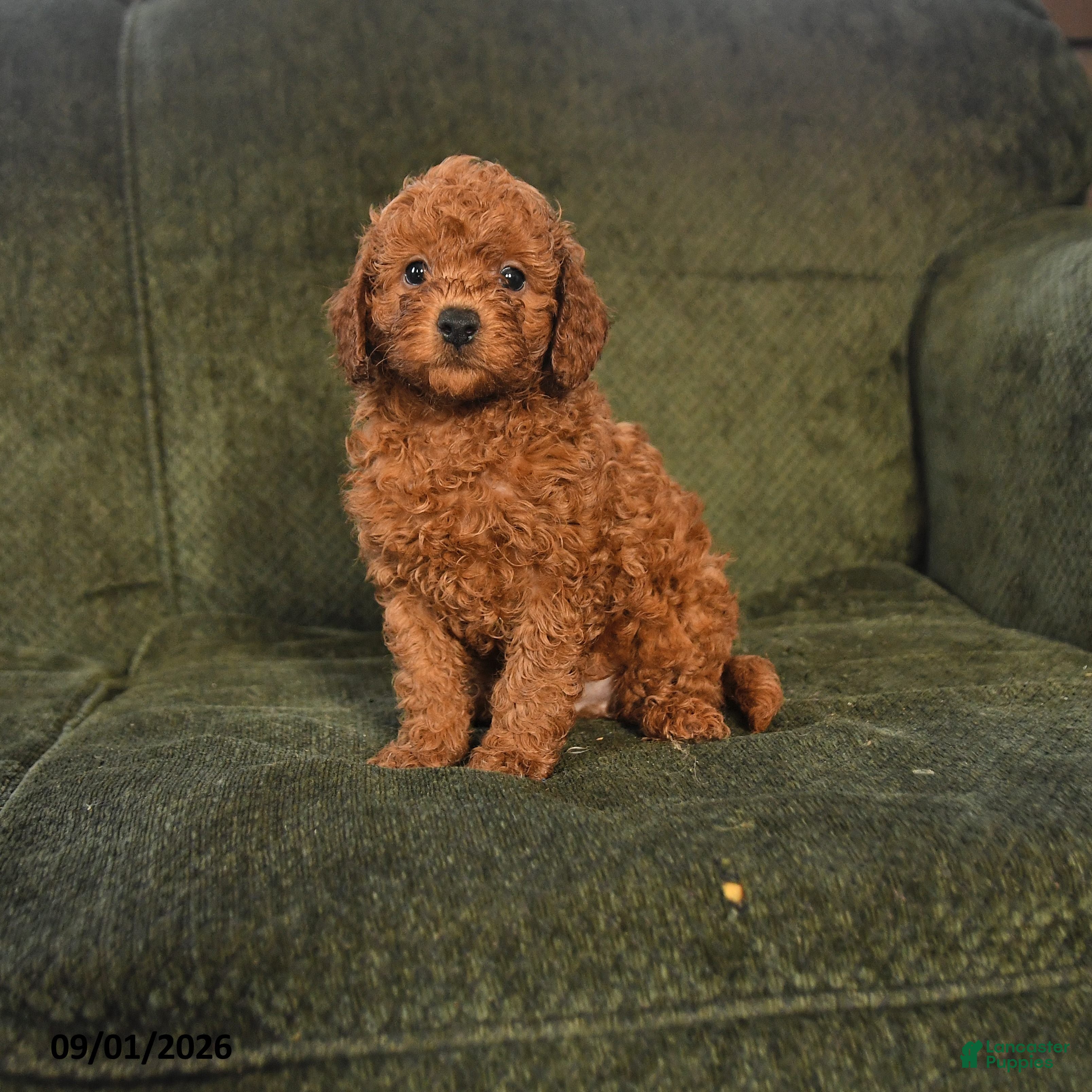 Miniature Poodle dogs Hector - Ad 1