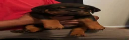 Rottweiler dogs for sale: Rottweiler 3 - Ad 3
