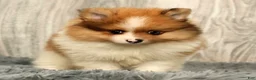 Pomeranian dogs for sale: Houston - Ad 8