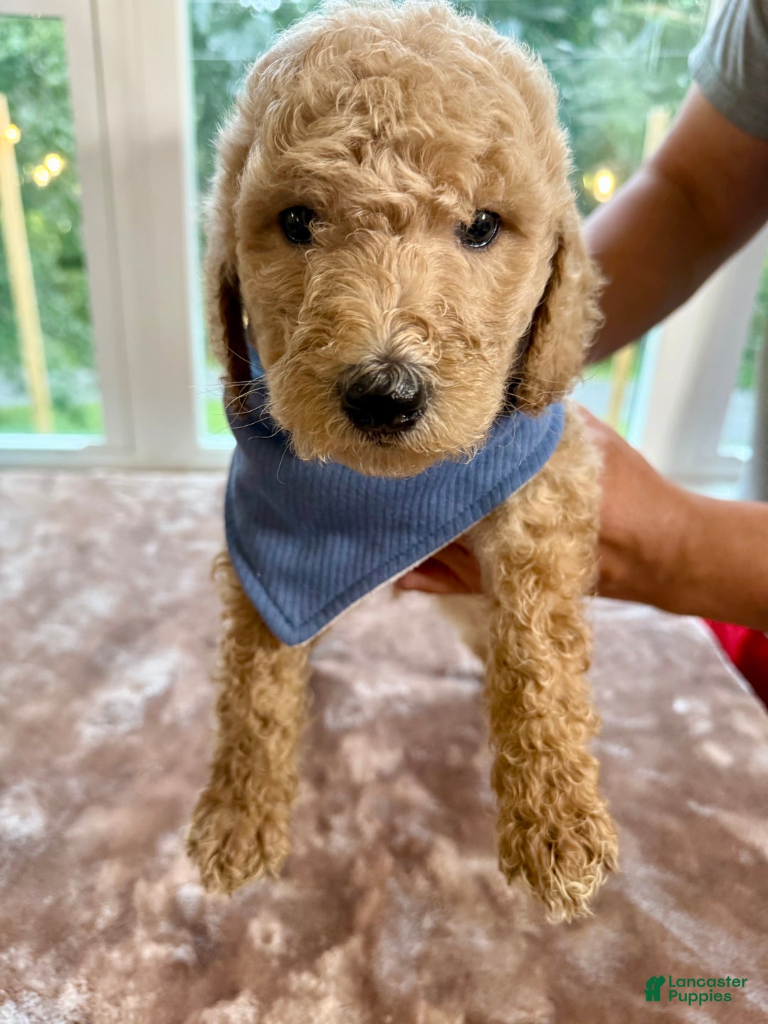 Standard Poodle dogs for sale: Standard Poodle Puppy 1 - Ad 1