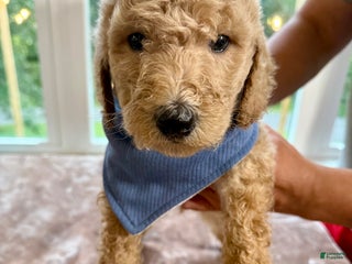 Standard Poodle dogs Standard Poodle Puppy 1 - Ad 38