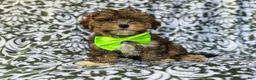 Yorkiepoo dogs for sale: Buster - Ad 7