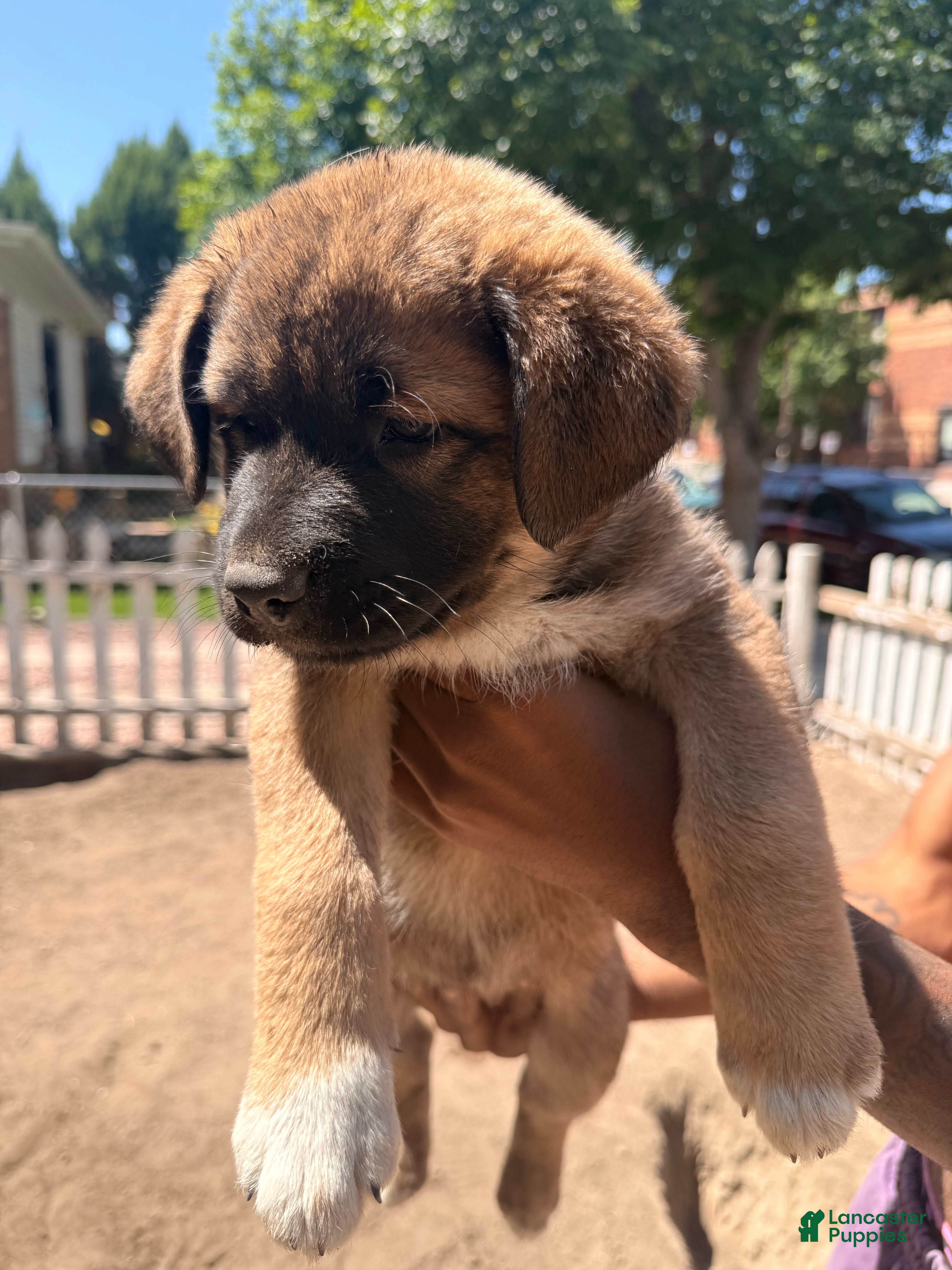 Mixed Breed dogs Spicy - Ad 1
