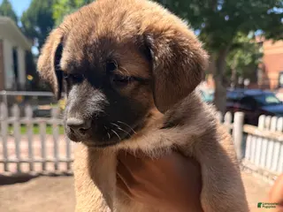 Mixed Breed dogs for sale: Spicy - Ad 3
