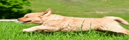 Golden Retriever dogs for sale: Sammy - Ad 5