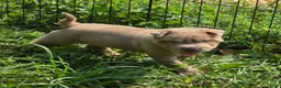 Shar Pei dogs for sale: Lyla - Ad 11