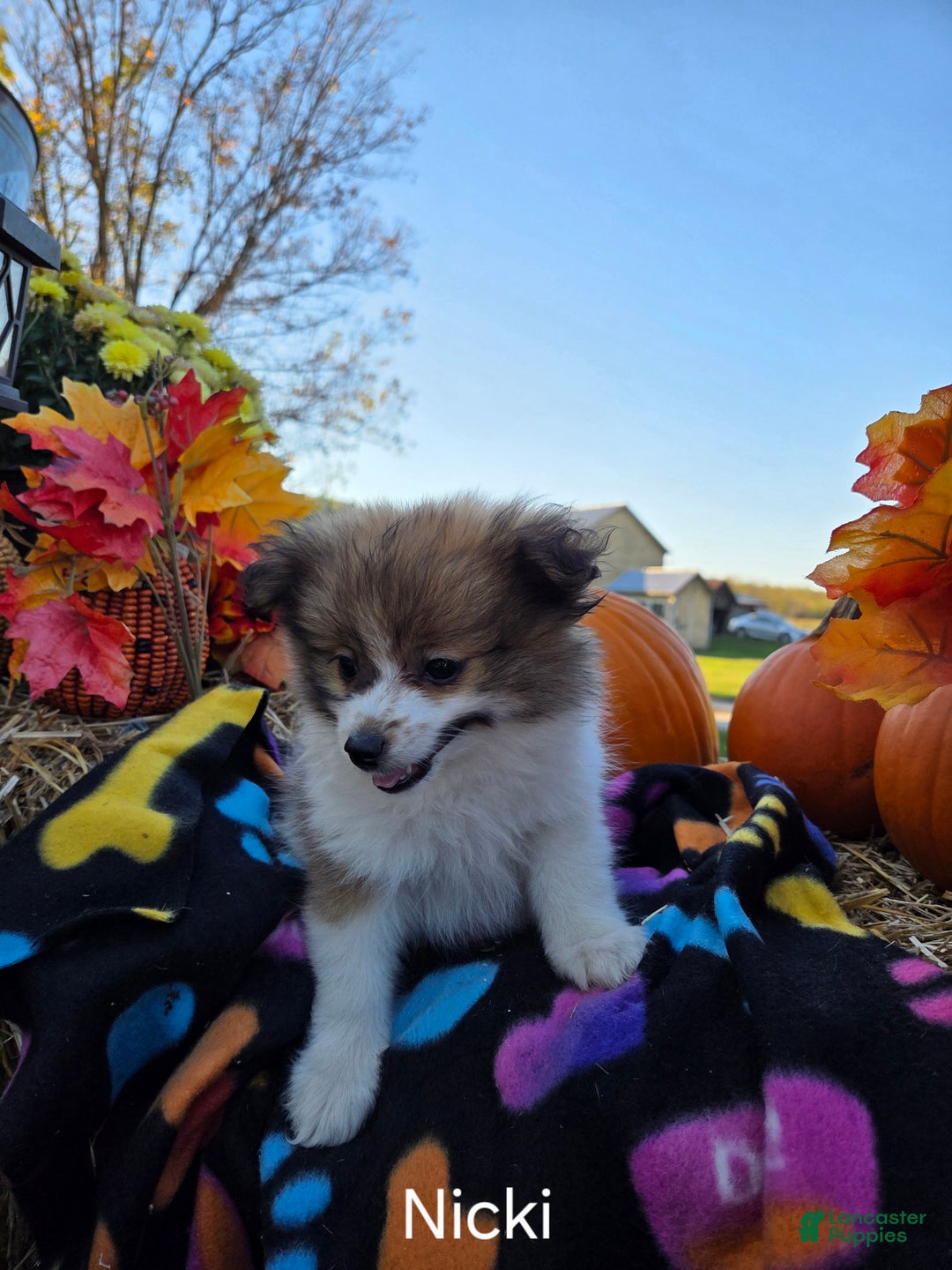 Pomeranian dogs for sale: Nicki - Ad 10