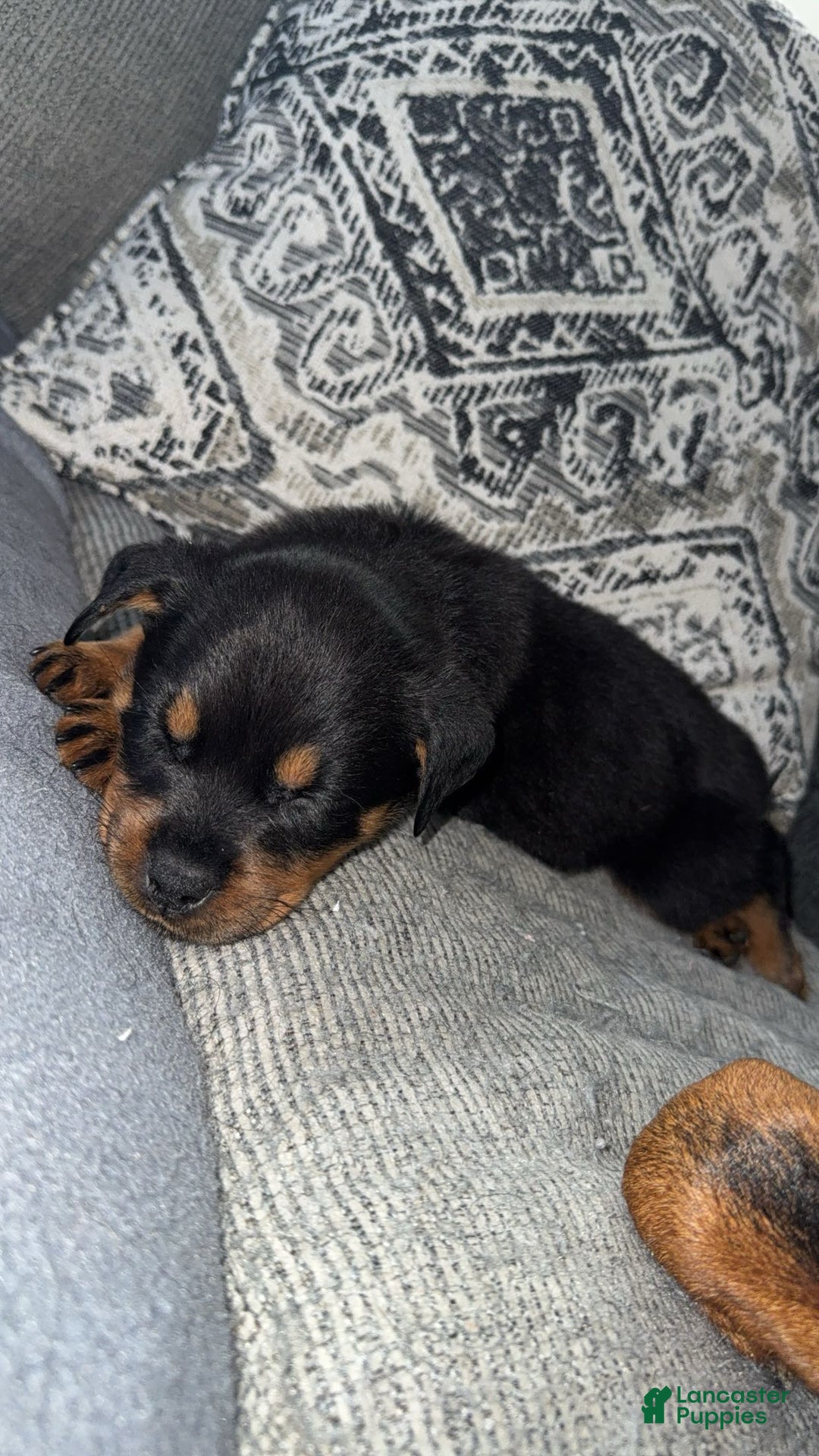 Rottweiler dogs for sale: Princess  - Ad 5