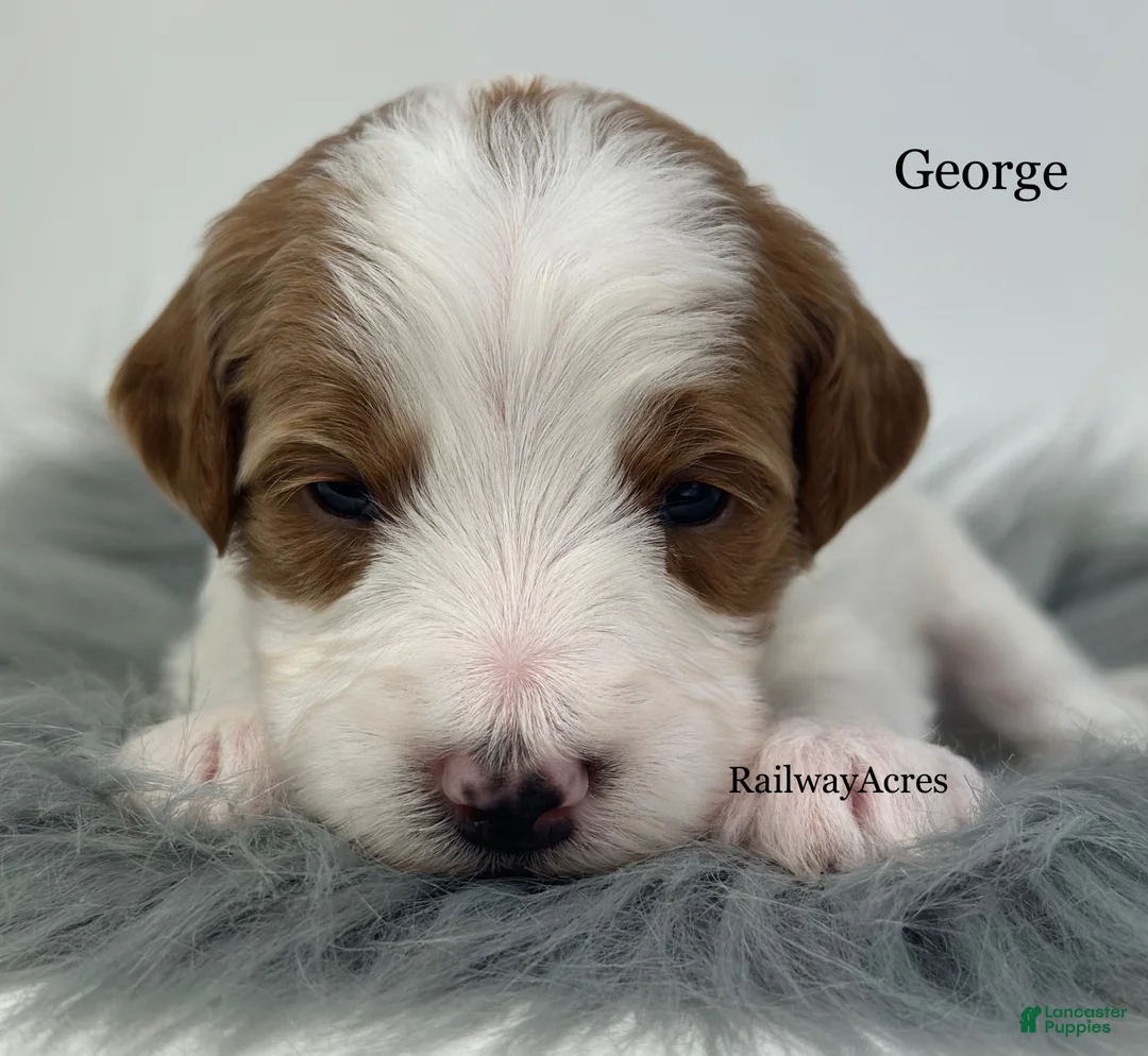 Mini Goldendoodle dogs for sale: George - Ad 3