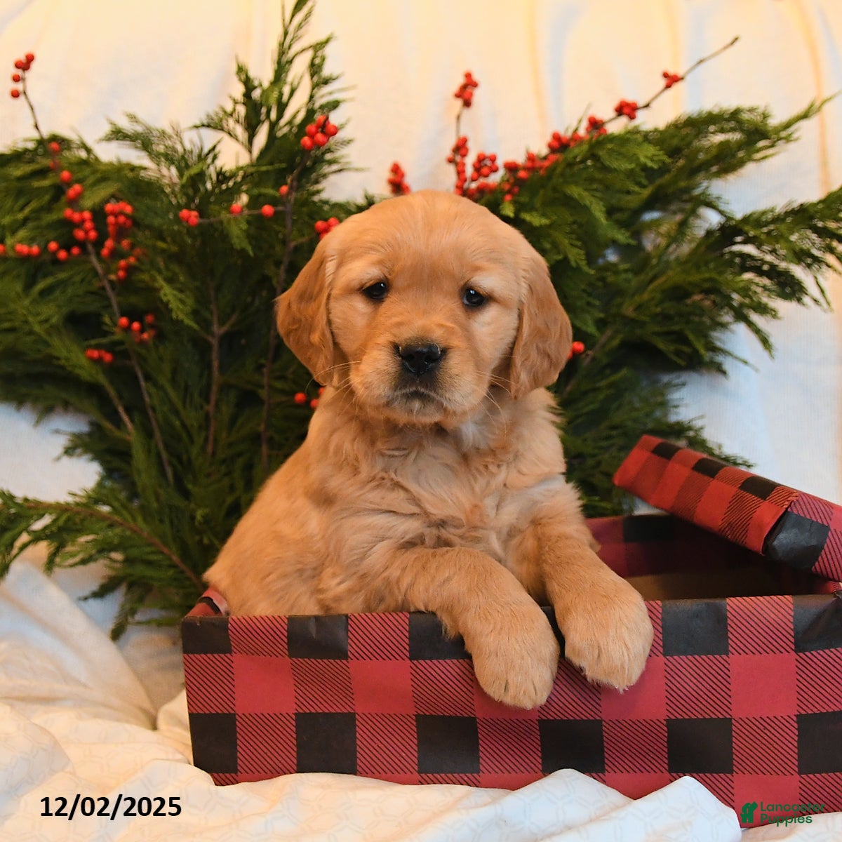 Golden Retriever dogs Sparkle  - Ad 9