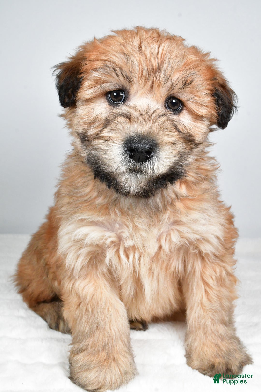 Soft Coated Wheaten Terrier dogs for sale: Angel - Ad 2