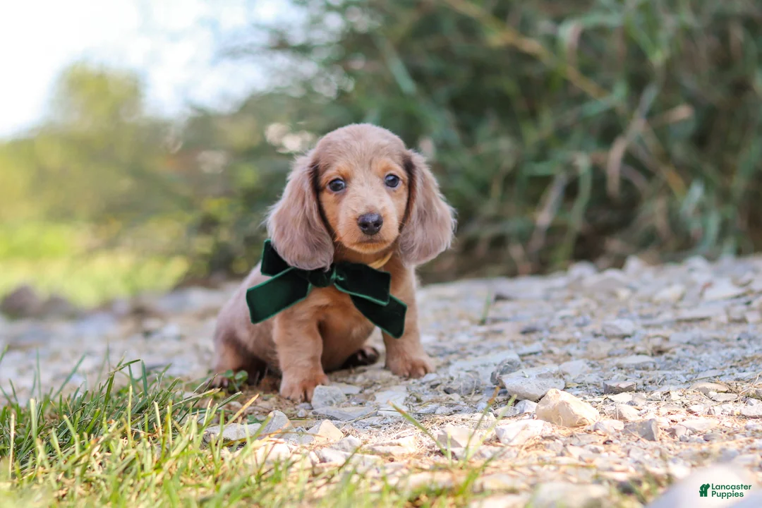 Dachshund dogs for sale: Alex - Ad 2