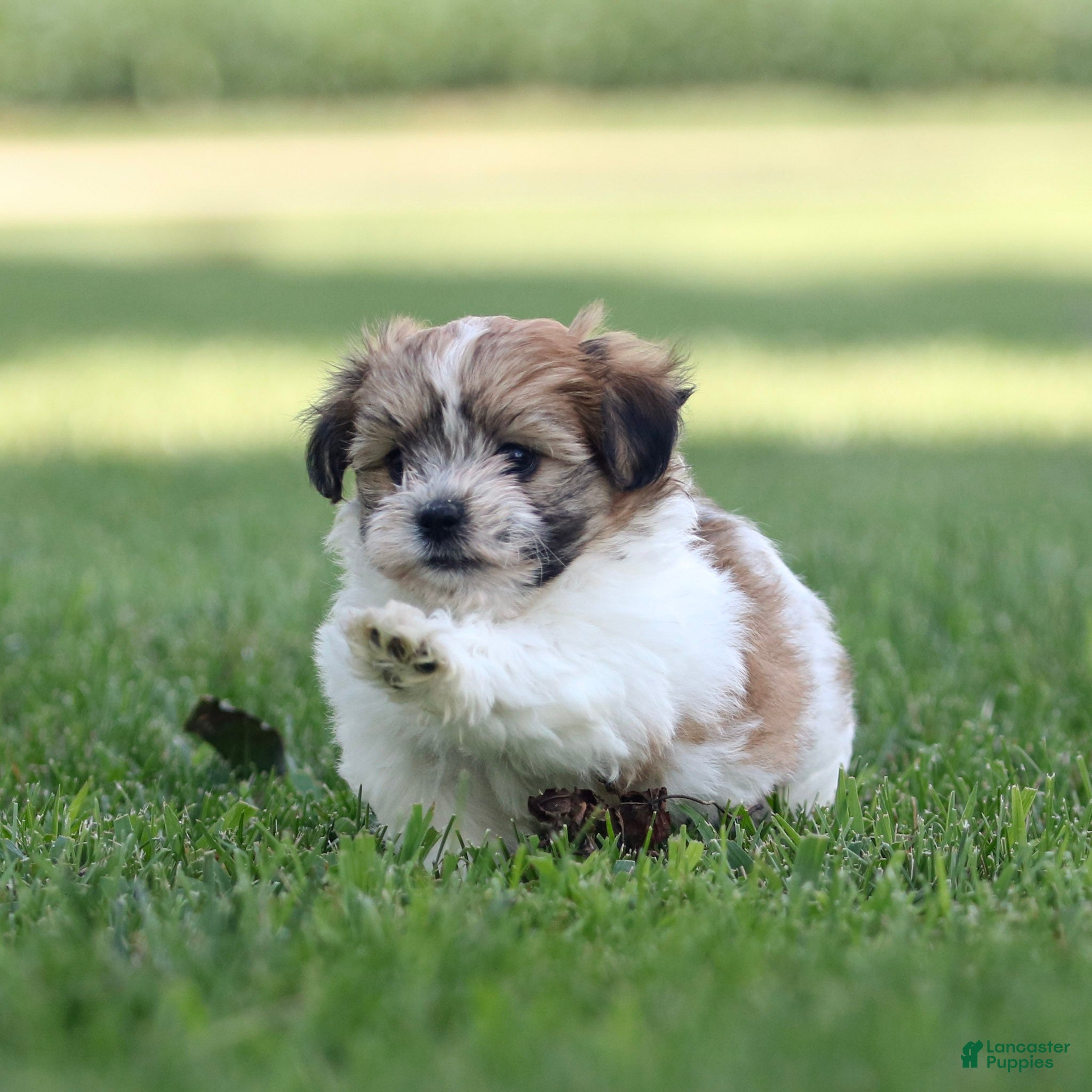Teddy Bear dogs Casey Teddy Bear  - Ad 1