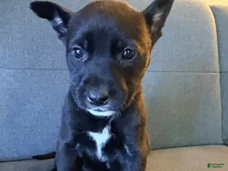 Mixed Breed dogs Mixed Breed Puppy 3 - Ad 41