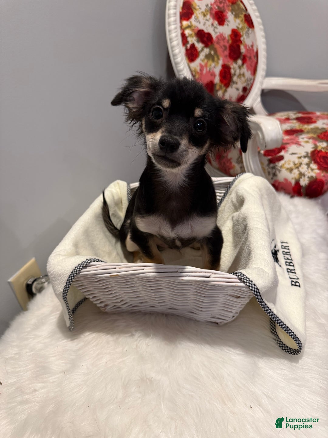 Chihuahua dogs for sale: Little bear - Ad 1