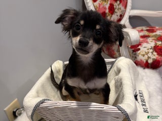 Chihuahua dogs Little bear - Ad 8