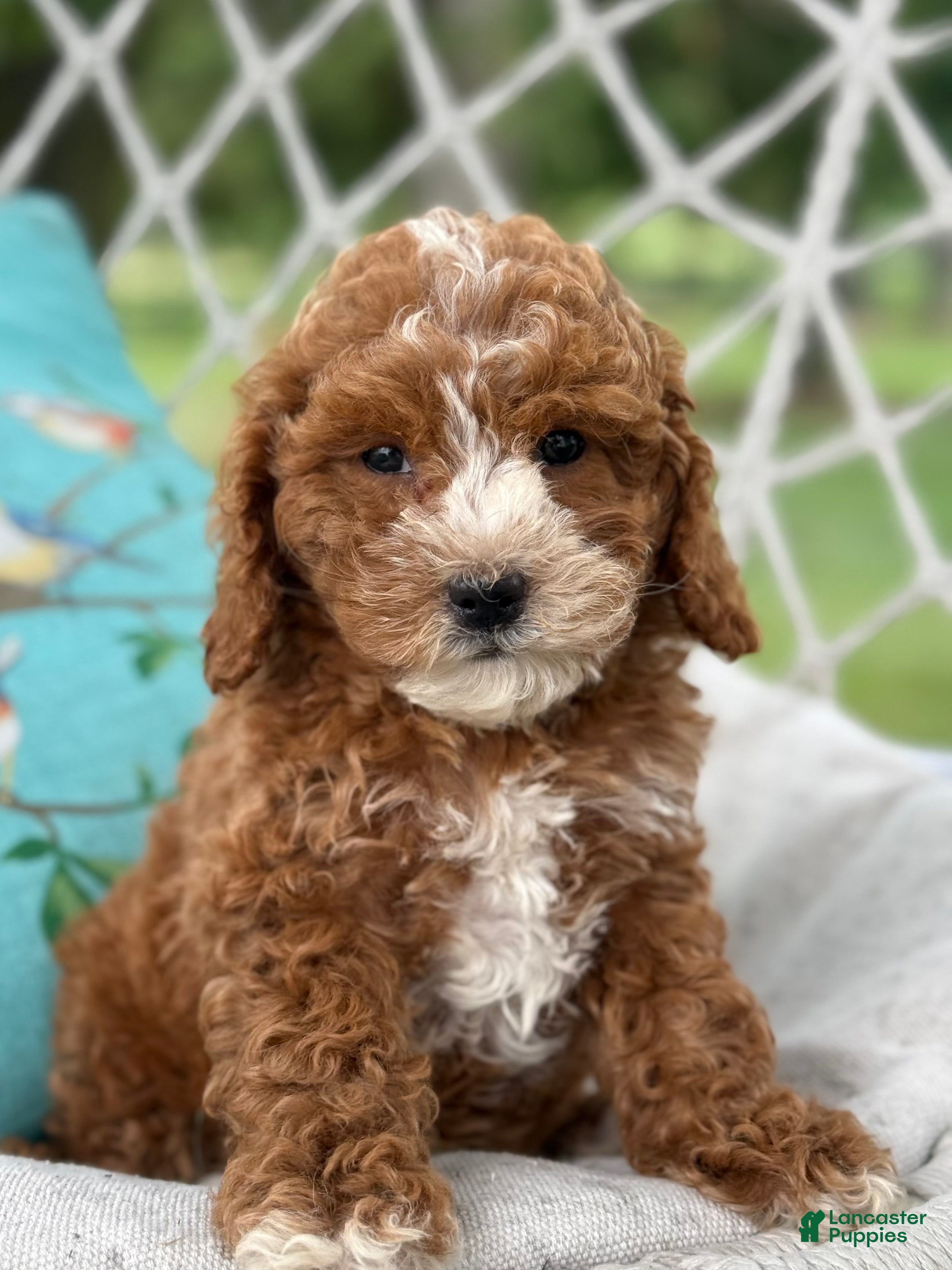 Cavapoo dogs Casper - Ad 1