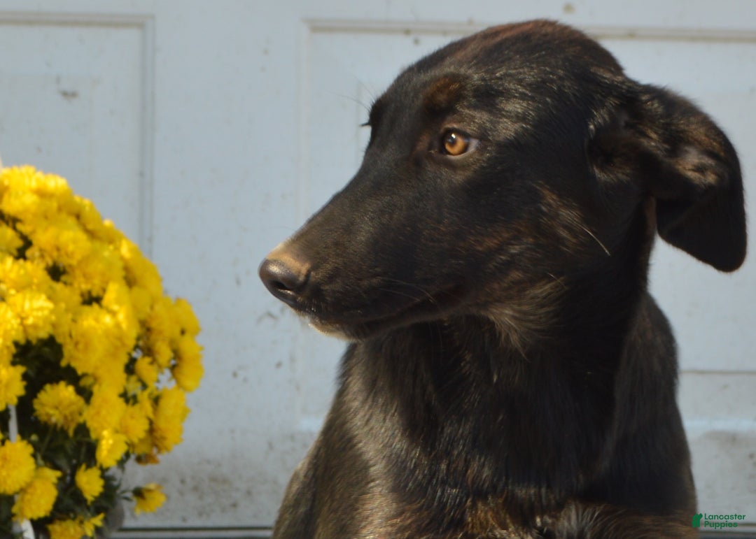 Mixed Breed dogs for sale: Kara - Ad 2