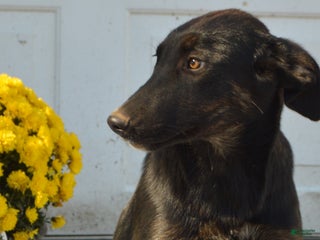 Mixed Breed dogs - Ad 26