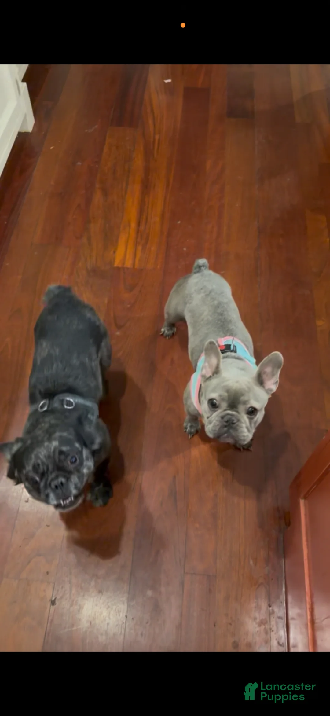 French Bulldog dogs for sale: French Bulldog Puppy 3 - Ad 2