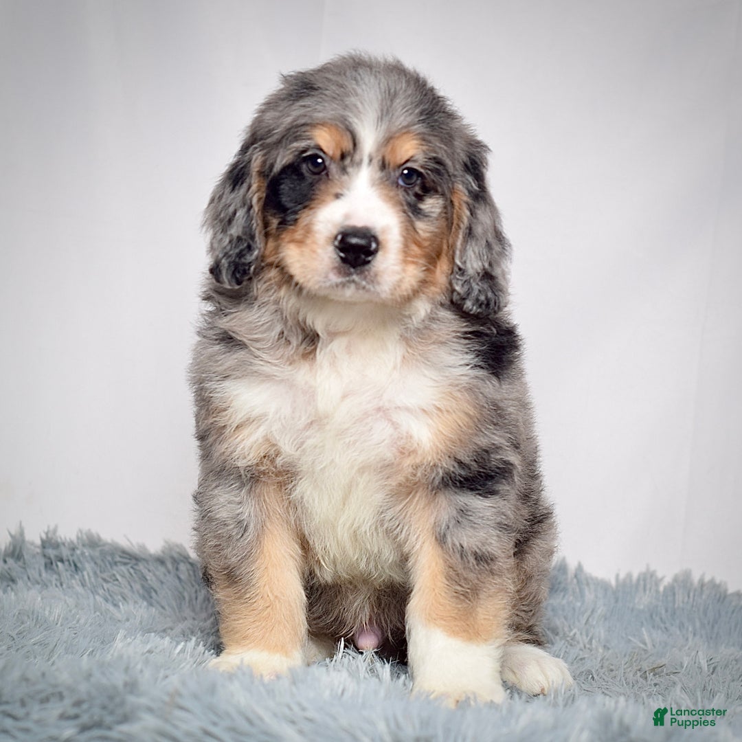 Bernedoodle dogs for sale: Mr. Teddy - Ad 2