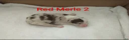 Border Collie dogs for sale: Border Collie 2 - Ad 1