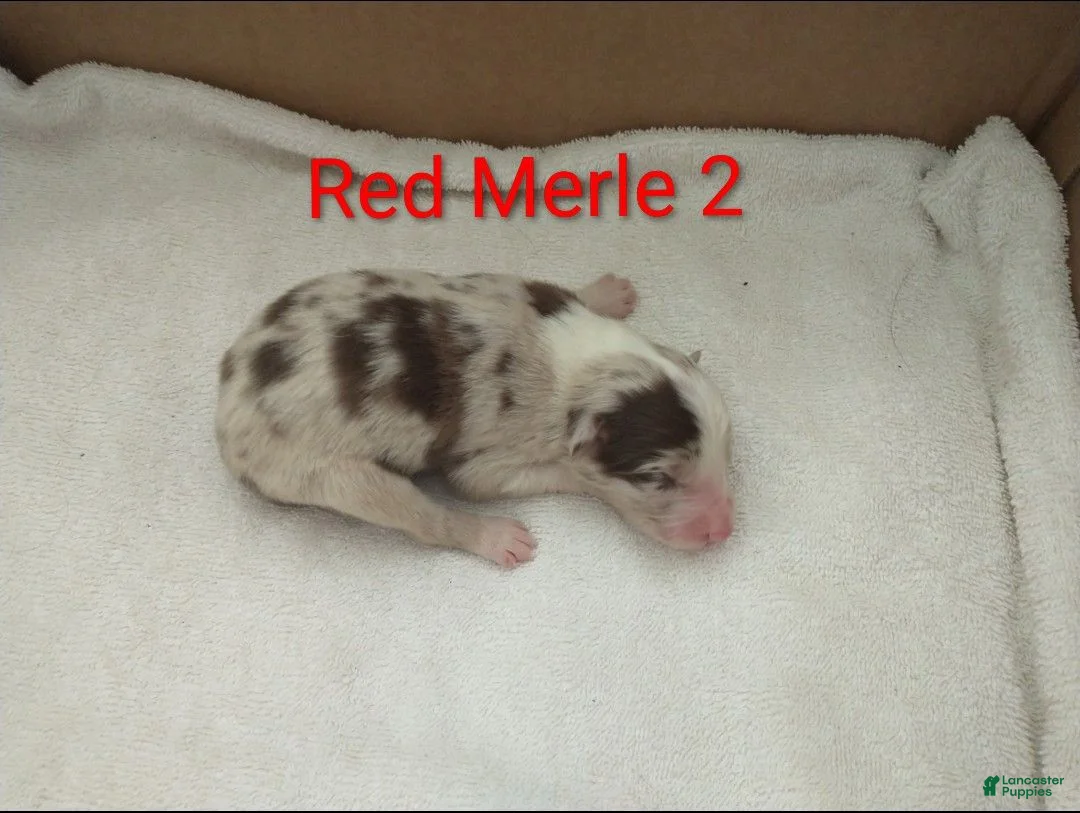 Border Collie dogs for sale: Border Collie 2 - Ad 1