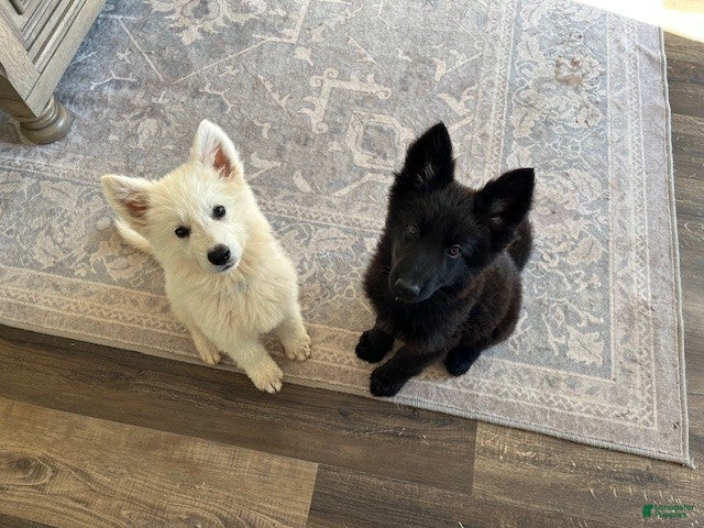 Shepherd Mix White Paws German Shepherd Puppies White German