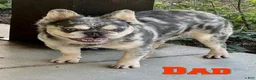 French Bulldog dogs for sale: Trevor - Ad 7