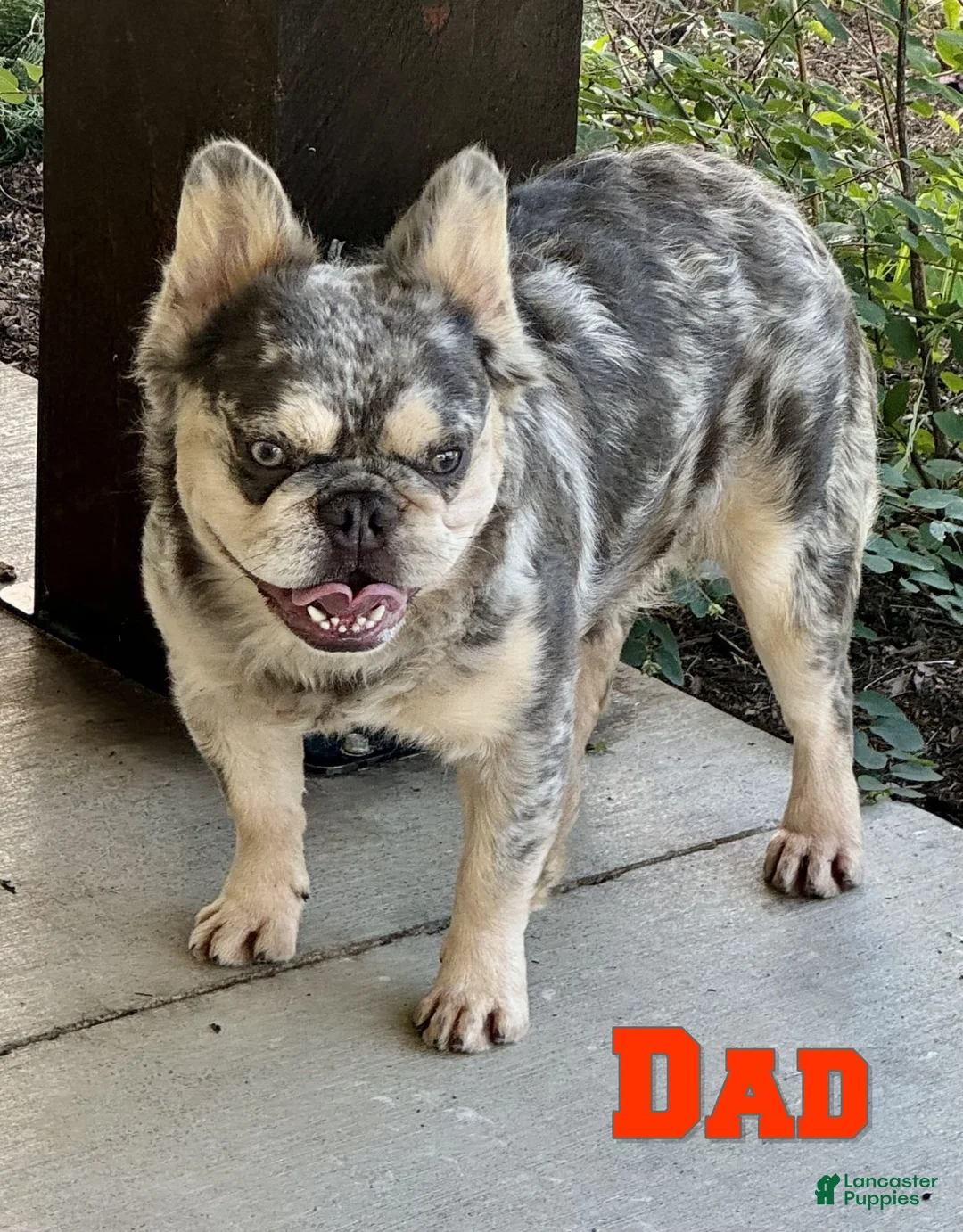 French Bulldog dogs for sale: Trevor - Ad 7