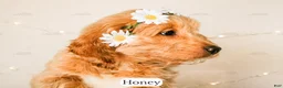 Goldendoodle dogs for sale: Honey - Ad 7