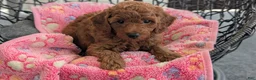 Toy Poodle dogs for sale: Vic - Ad 6