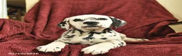 Dalmatian dogs for sale: Samson  - Ad 5