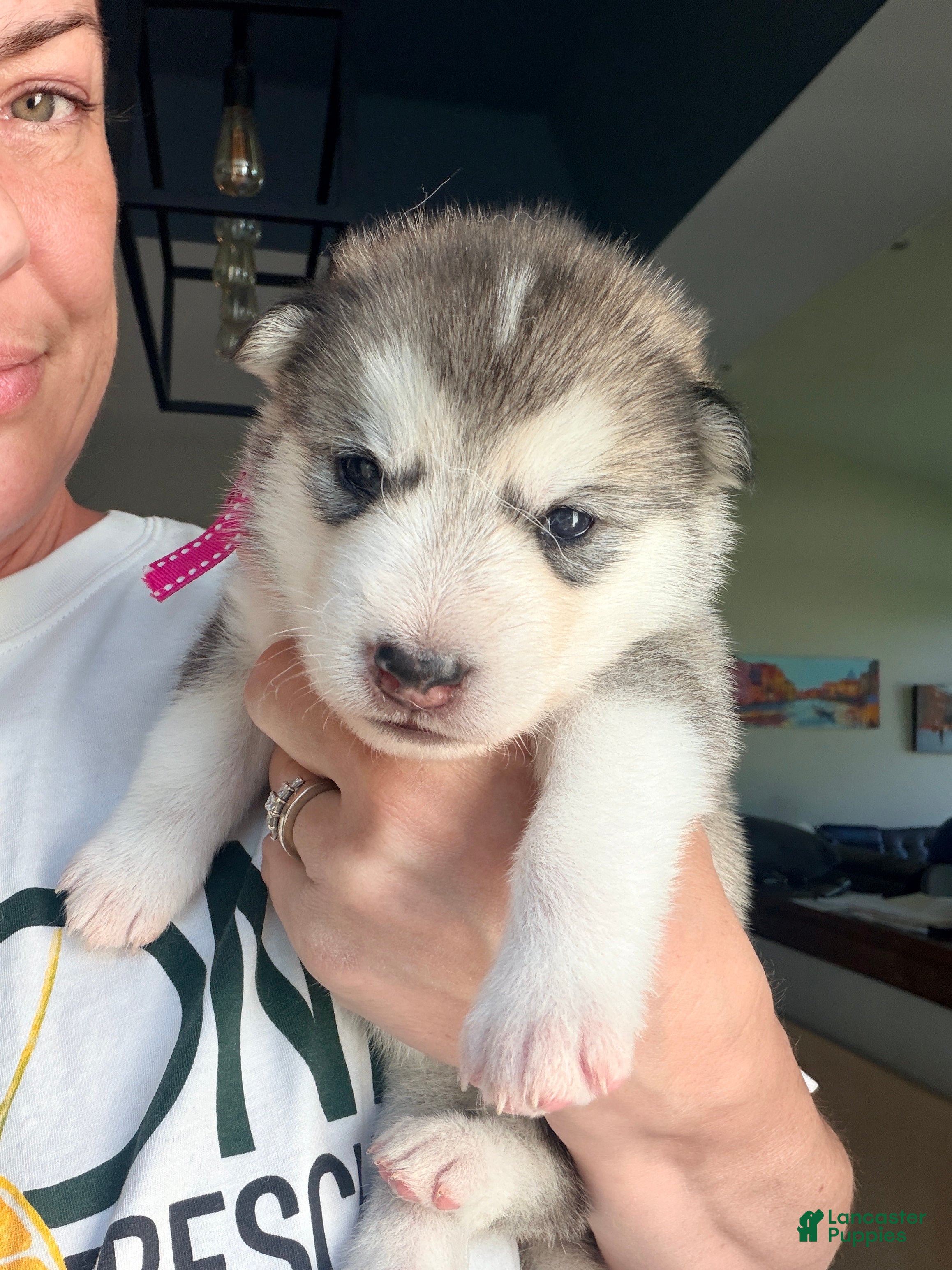 Mixed Breed dogs Miss Pink - Ad 7