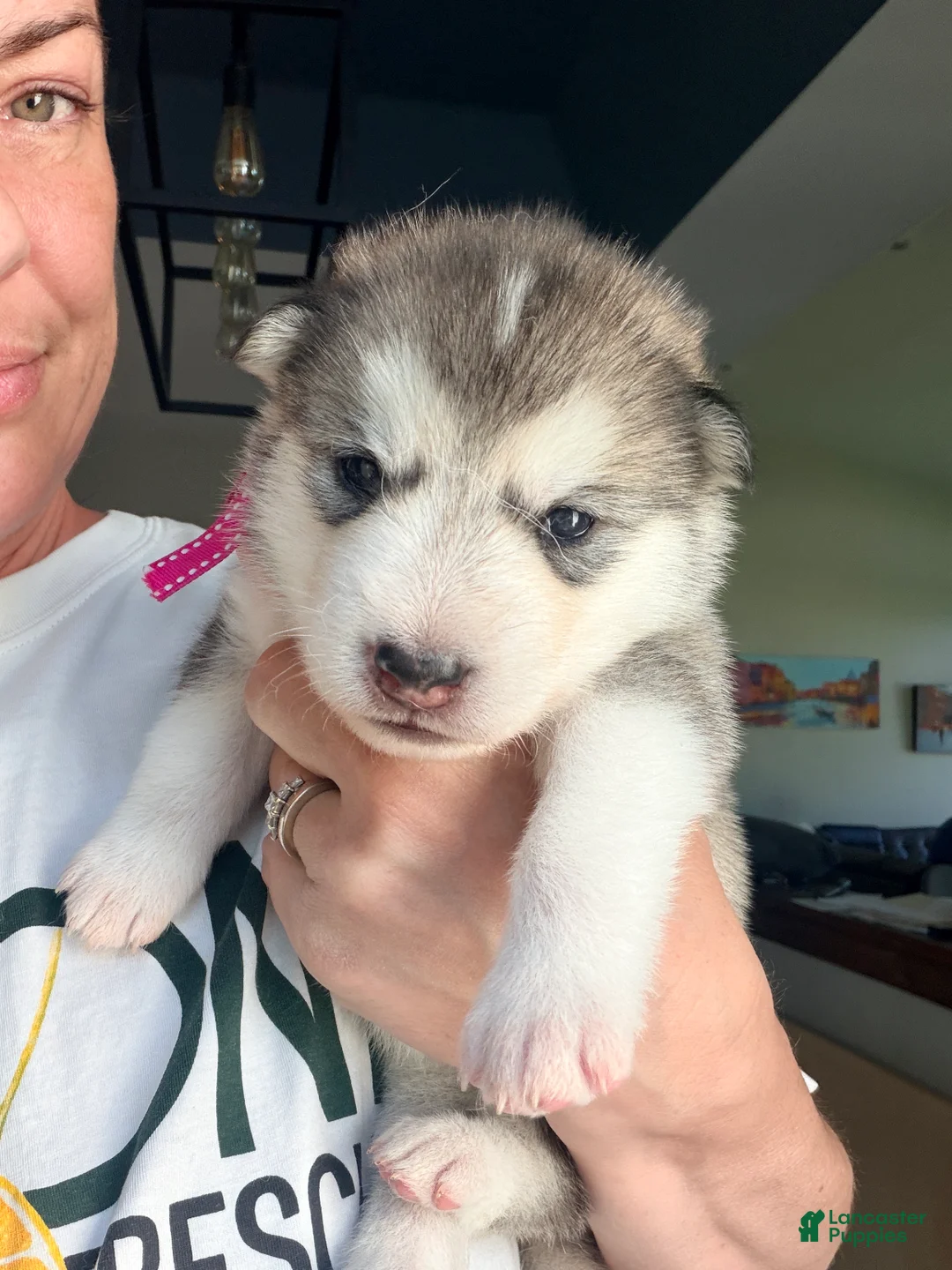 Mixed Breed dogs for sale: Miss Pink - Ad 1