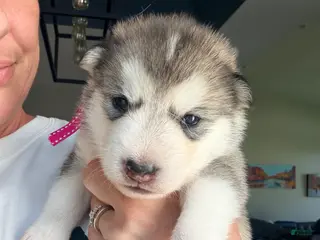 Mixed Breed dogs Miss Pink - Ad 17