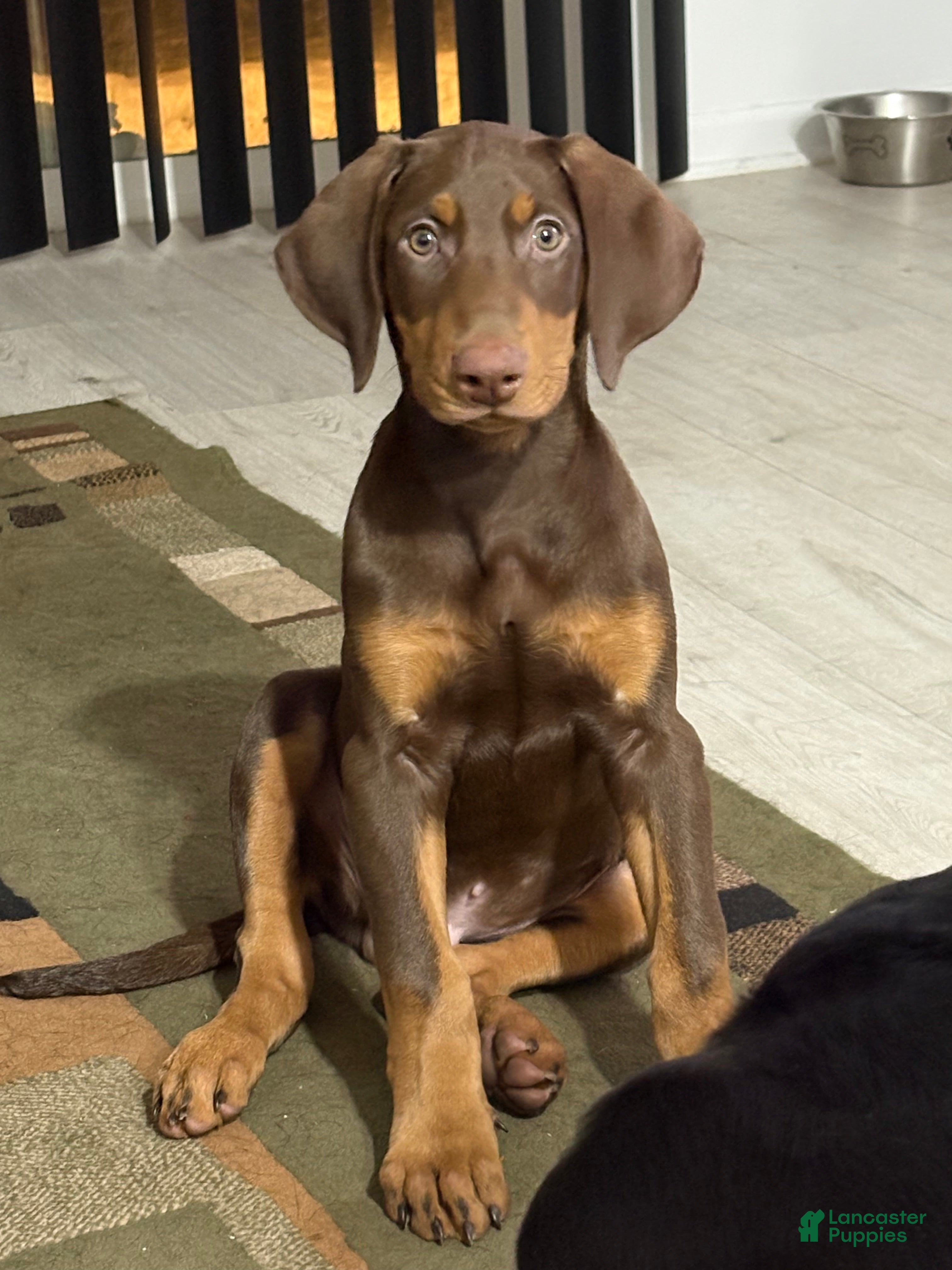 Doberman Pinscher dogs Kane - Ad 7
