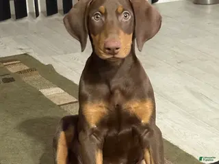 Doberman Pinscher dogs Kane - Ad 7