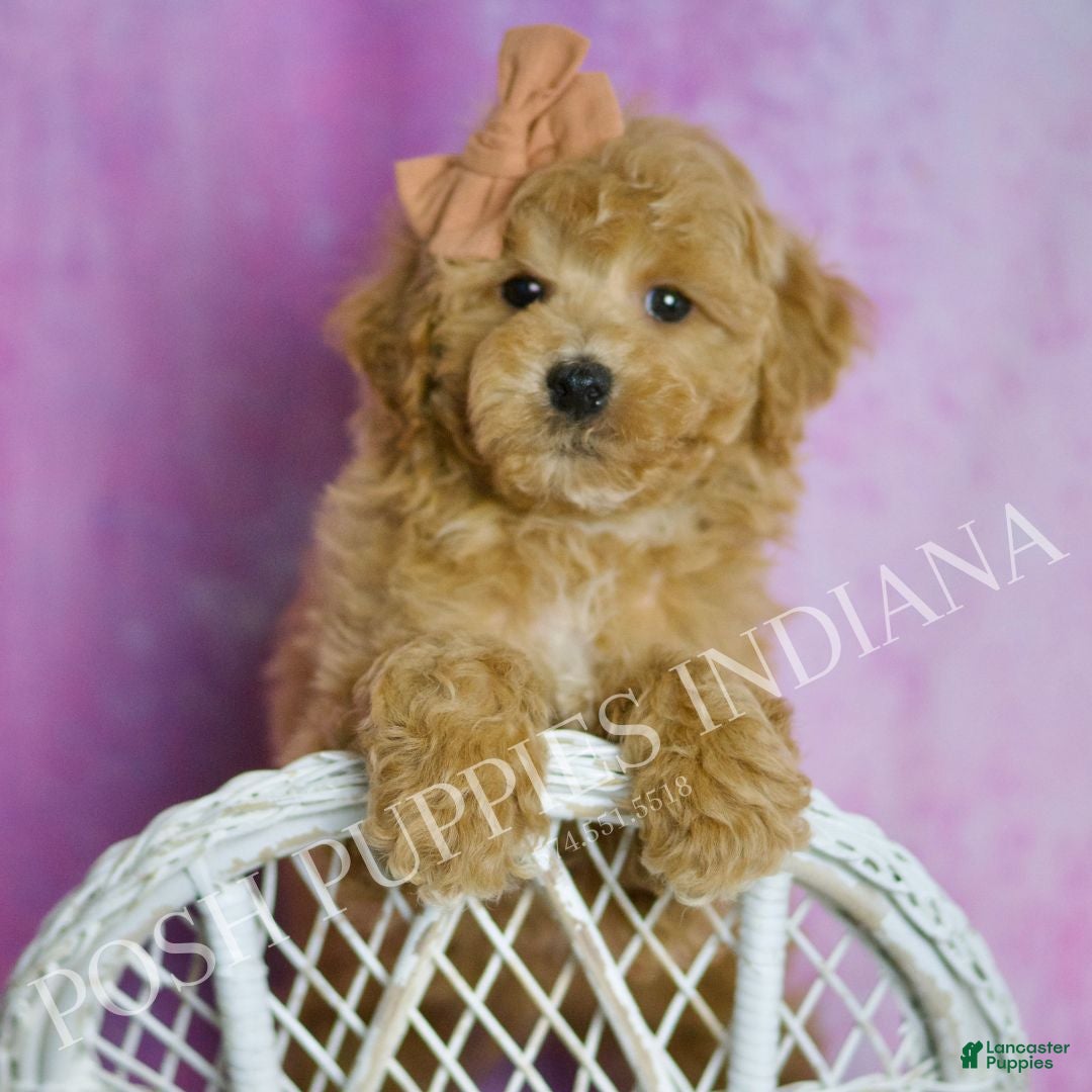 Toy Poodle dogs Copper - Ad 30