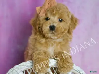 Toy Poodle dogs Copper - Ad 30