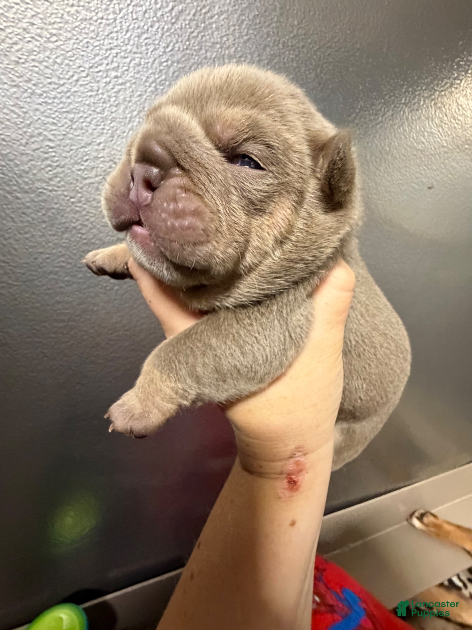 English Bulldog dogs for sale: Carmel - Ad 1