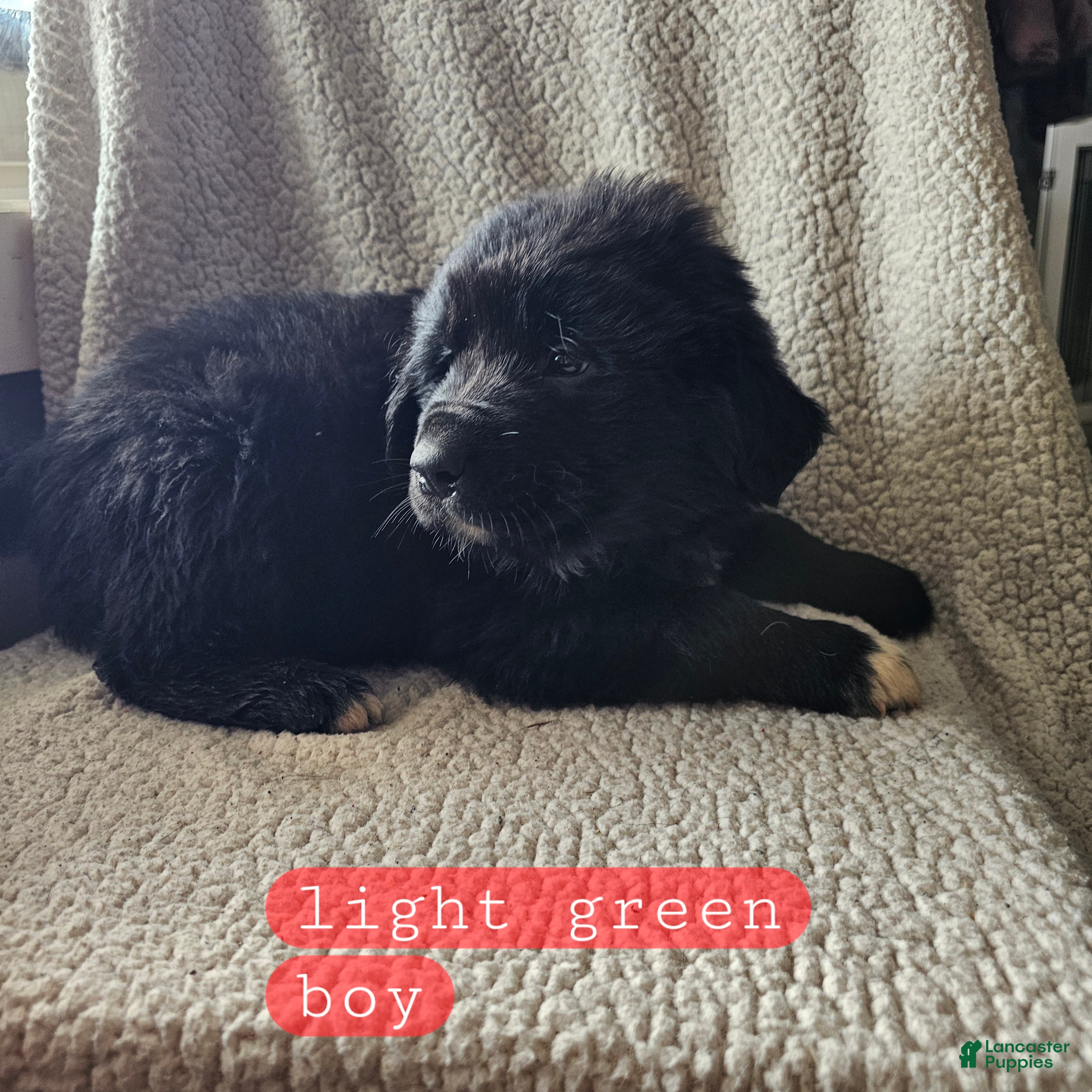 Mixed Breed dogs Max - Ad 28