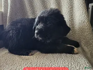 Mixed Breed dogs Max - Ad 28