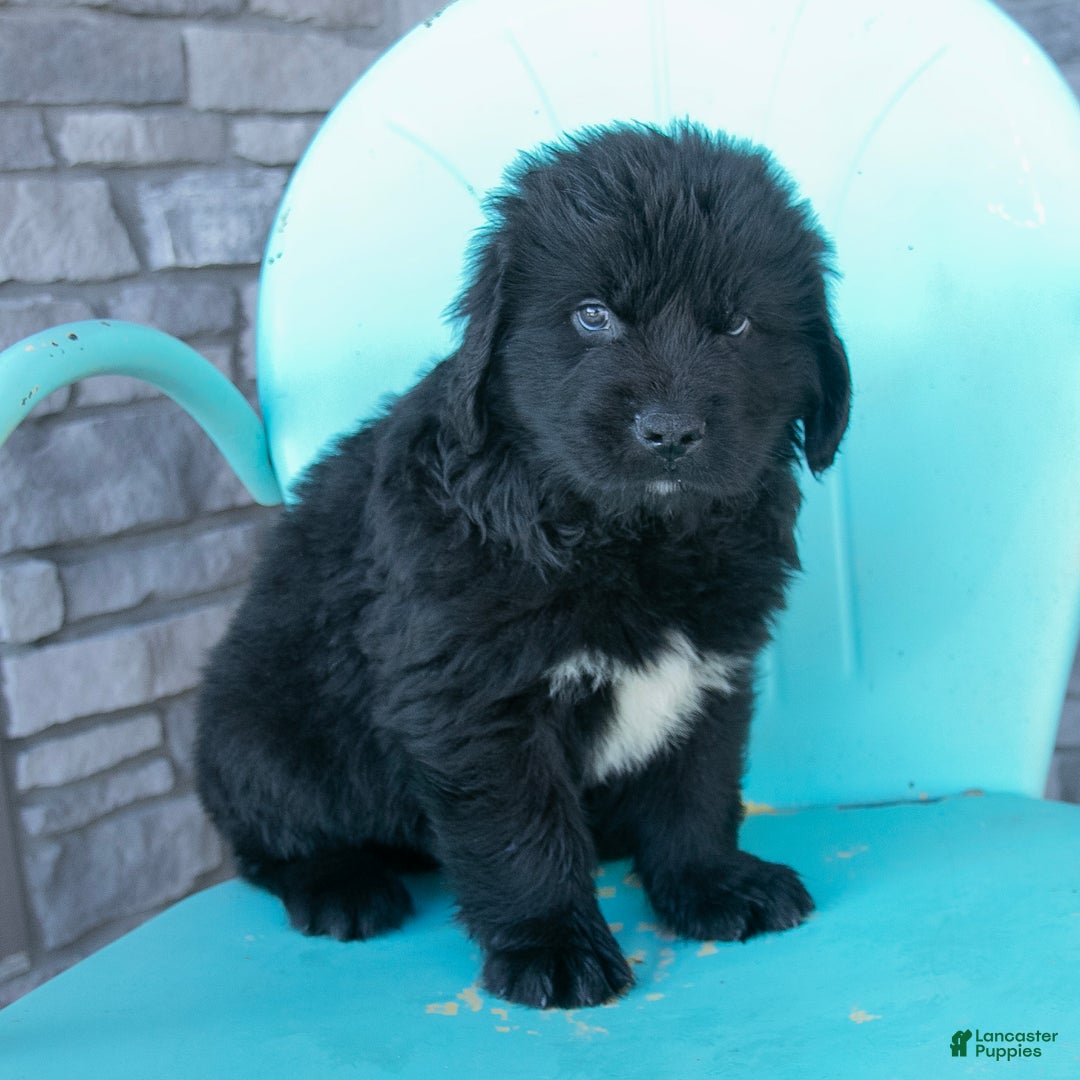 Newfoundland dogs for sale: Hugo - Ad 5
