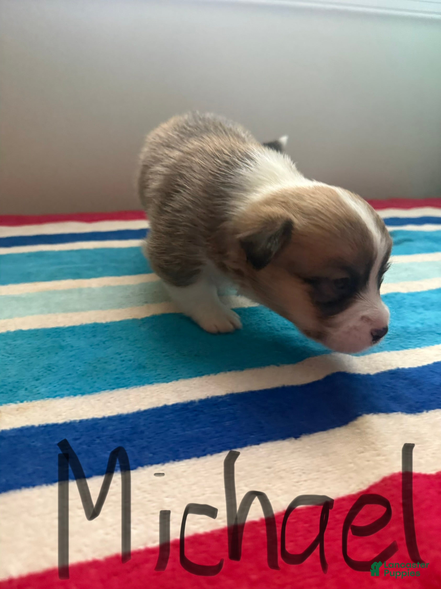 Welsh Corgi Pembroke dogs Michael - Ad 23