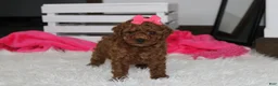 Miniature Poodle dogs for sale: Sally - Ad 3