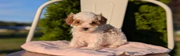 Cavapoo dogs for sale: Stella - Ad 3