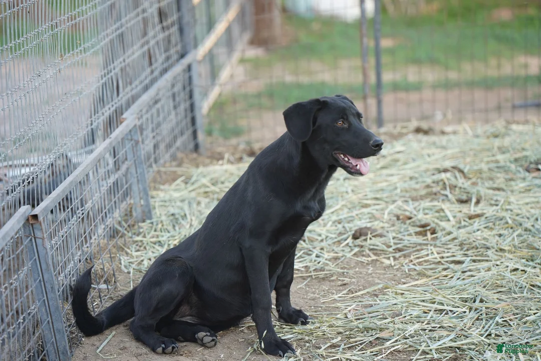 Mixed Breed dogs for sale: Jet Tiscar Farm Dog - Ad 32